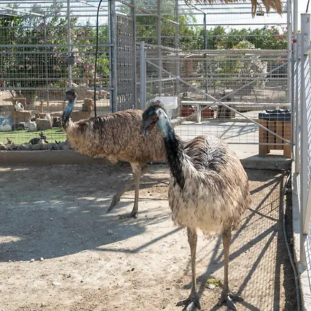 Horse - 5 Min To The 아파트 *