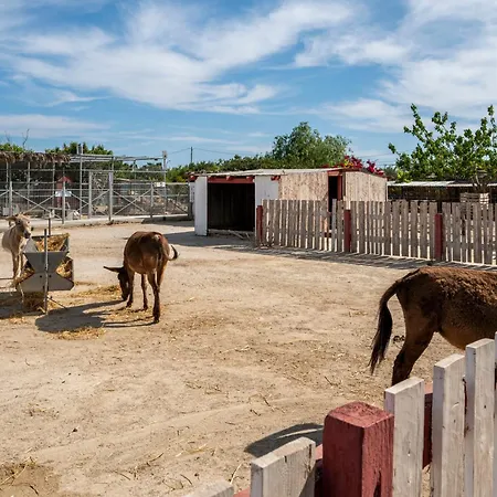 Horse - 5 Min To The 아파트