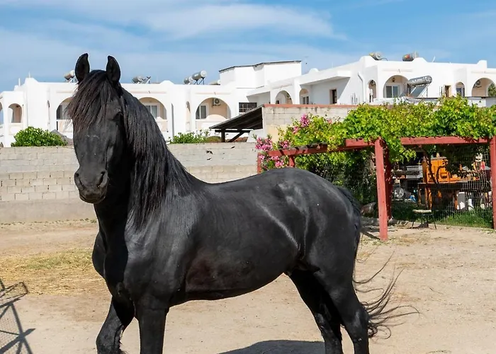 Horse - 5 Min To The Marmari (Kos)