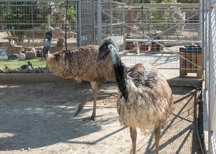 Horse - 5 Min To The Daire *