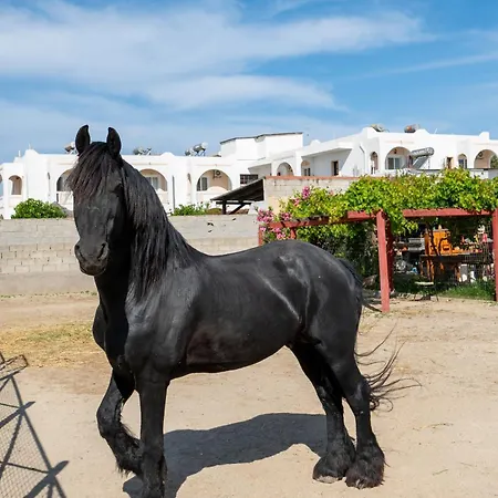 Horse - 5 Min To The Marmari (Kos)