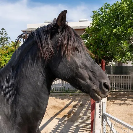 Horse - 5 Min To The