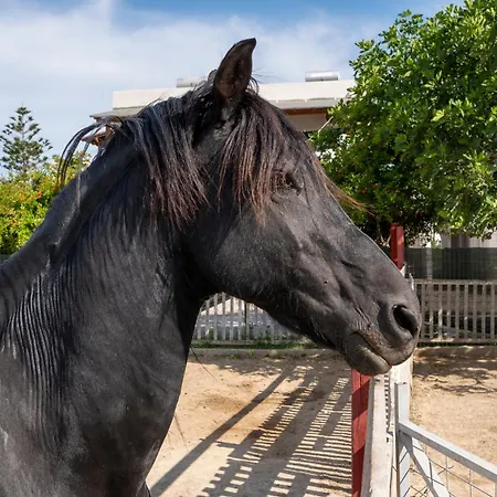 Horse - 5 Min To The شقة مارماري