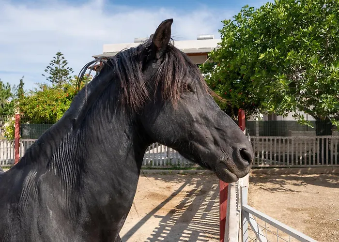 Horse - 5 Min To The Appartement Marmari (Kos)