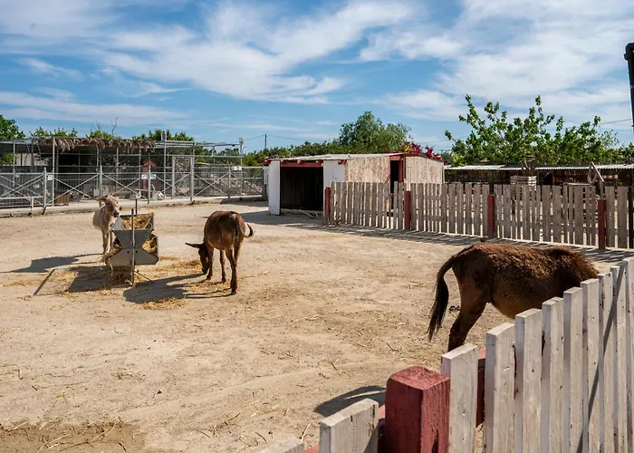 Horse - 5 Min To The Appartement
