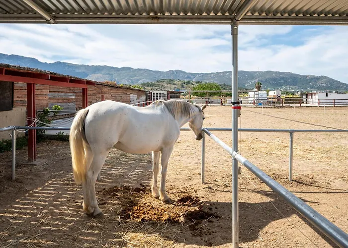 Horse - 5 Min To The Appartement *